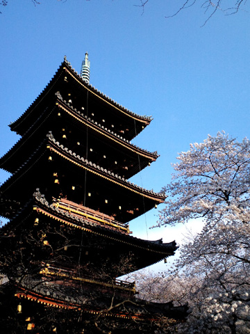 五重塔と桜