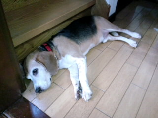 武蔵だらりの巻