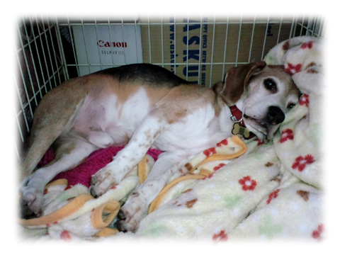 武蔵＠ビーグル　やっぱりかわいい