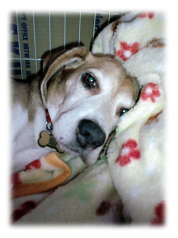 武蔵＠ビーグル　ステキすぎる