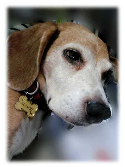 武蔵＠ビーグル