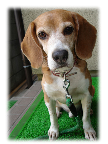 武蔵＠ビーグル　たぶん2年くらい前