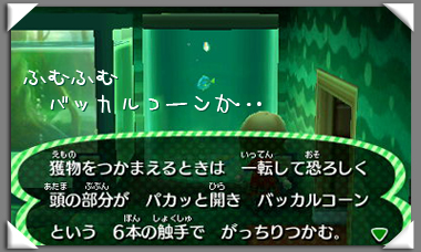 いおりのとび森日記　クリオネの生態