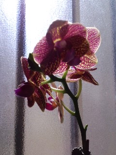 ファイル 885-1.jpg