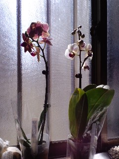 ファイル 886-1.jpg