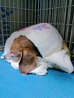 ファイル 95-1.jpg