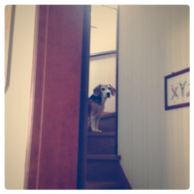 ファイル 954-1.jpg