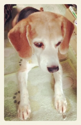 ファイル 965-1.jpg