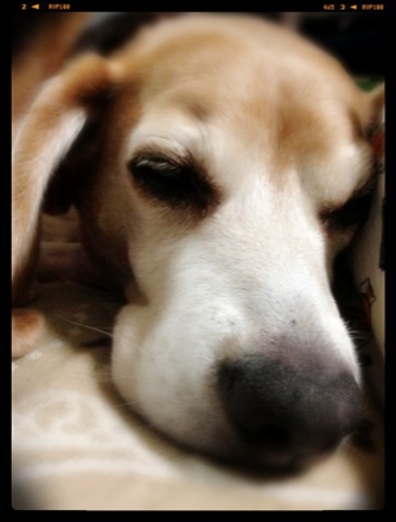 武蔵＠ビーグル かわいい