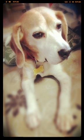 武蔵＠ビーグル 今日もかわいい