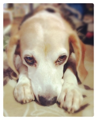 武蔵＠ビーグル