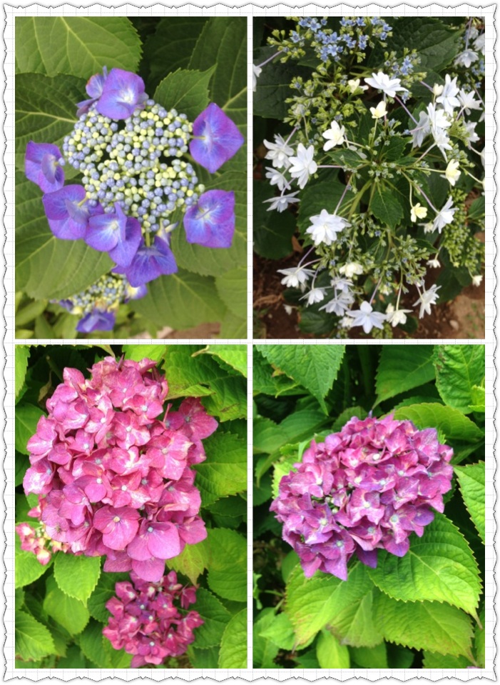 紫陽花 おきらく日記