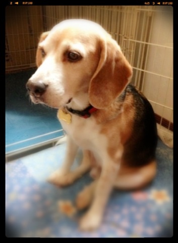 武蔵＠ビーグル ぼんやり