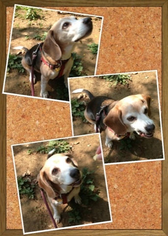 武蔵＠ビーグル コラージュ？www