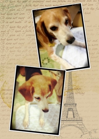 武蔵＠ビーグル