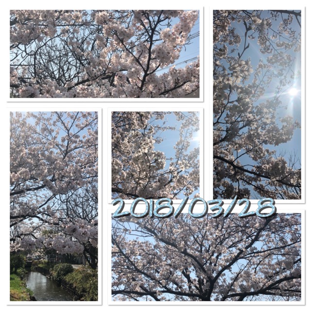 今年の桜2018