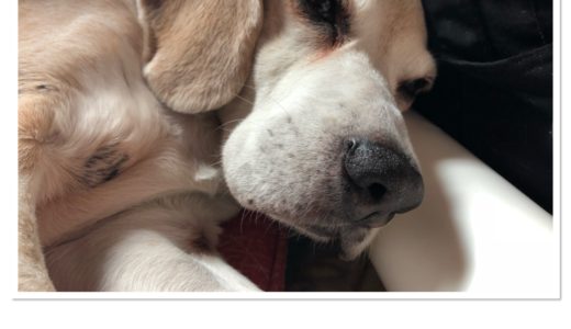 今日の武蔵さん