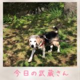 今日の武蔵さん