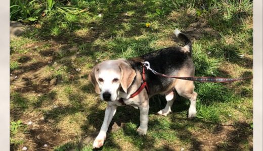 今日の武蔵さんと桜