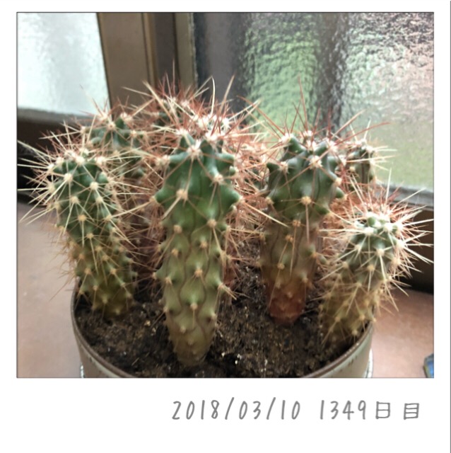 マルさぼちゃん1349日目