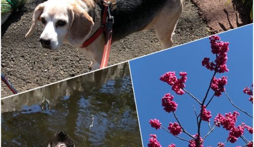 今日の武蔵さん