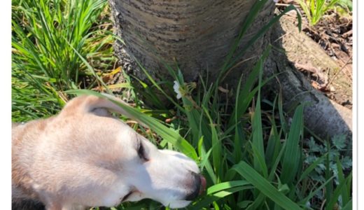今日の武蔵さんと花