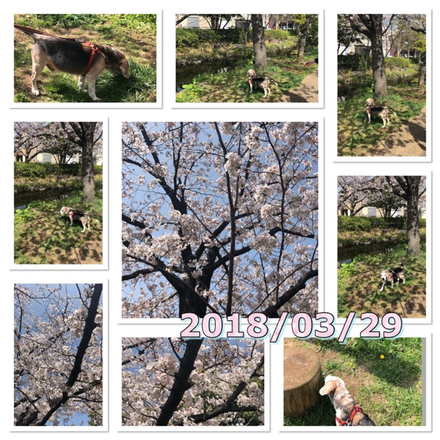 桜と武蔵2018/03/29