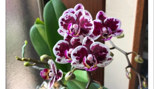 今日の蘭