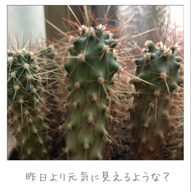 マルさぼちゃん1349日目