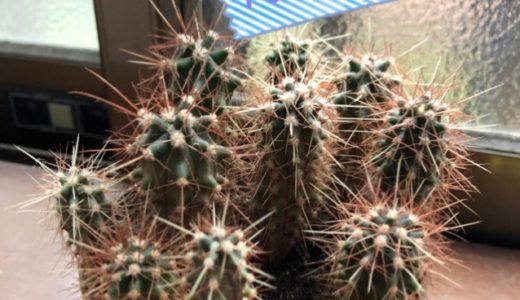 マルさぼちゃん1348日目