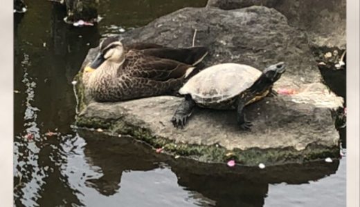 次の日見たら、位置が逆で距離が狭まっていた