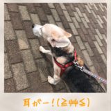 風が強い日の武蔵の耳