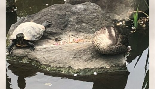 鴨と亀が同じ岩の上に！