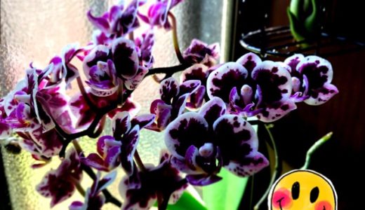 今日の蘭