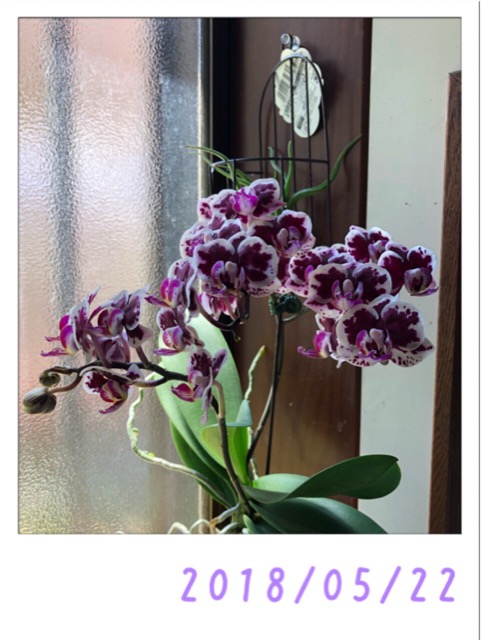 今日の蘭 まだまだ綺麗に咲いています