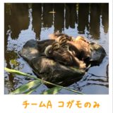 20180522チームA コガモだけぎゅーぎゅー
