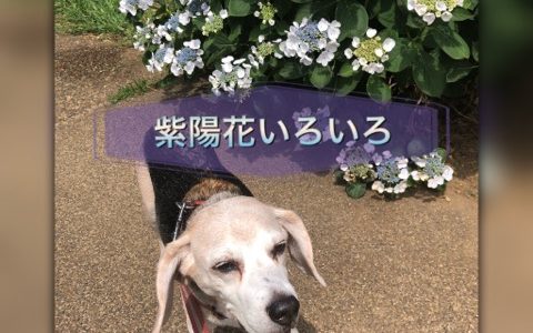 紫陽花いろいろ咲いています