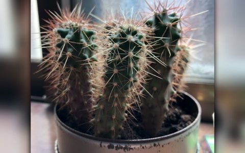 マルさぼちゃん1450日目