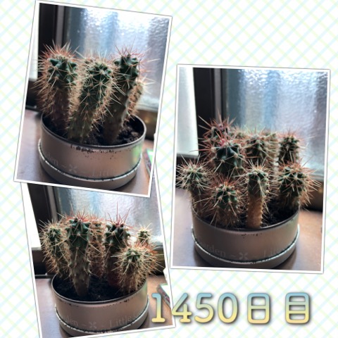 マルさぼちゃん1450日目