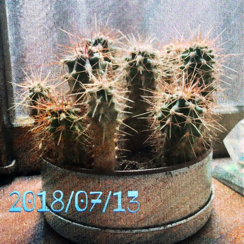 マルさぼちゃん1474日目