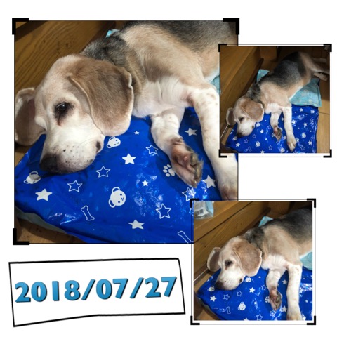 今日の武蔵さん