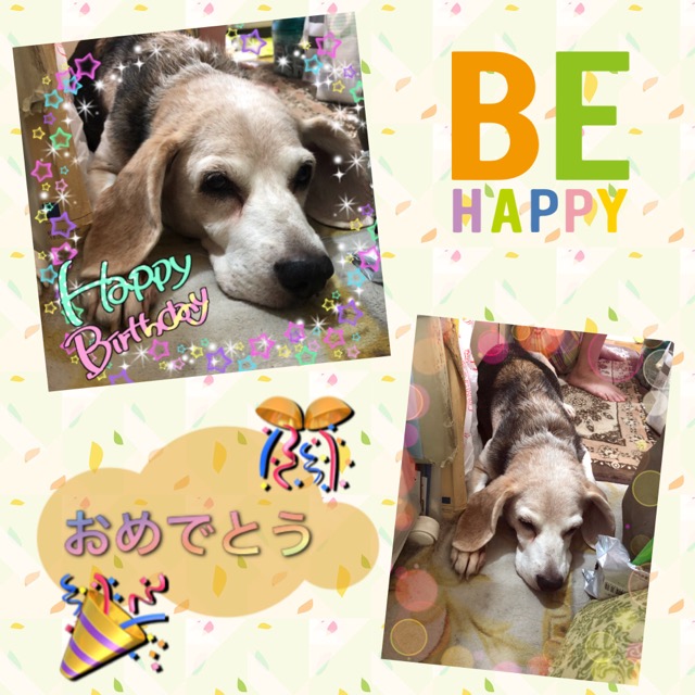 武蔵@ビーグル16歳の誕生日