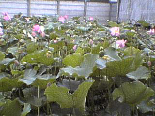 038-2.jpg 320��240 26K