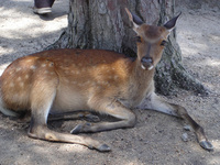 鹿も暑さでだらり