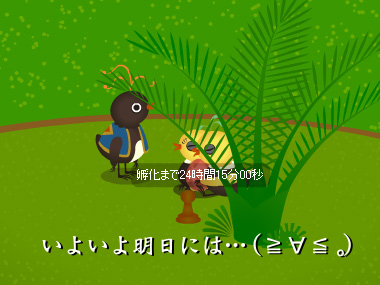 トリネシア35日目★トリソボロさんちの様子