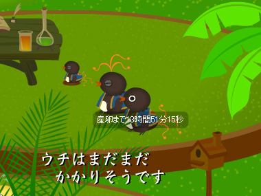 トリネシア35日目★ウチのトリ達の様子