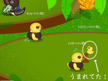 トリネシア37日目★トリソボロさん家族